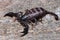 Little European Scorpion Euscorpius italicus