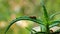 Little explorer Slug crawls on a leaf of aloe