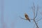 Little Falcon or Australian Hobby perched on the branche