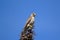 Little falcon Merlin sitting on the top of the spruce tree