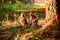 little family of African baboons in the wild. there are three monkeys near a large tree, one small.