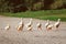 Little family of yellow ducks crossing the road