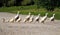 little family of yellow ducks crossing the road