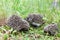 Little family of young hedgehogs