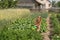 Little farmer helper waters plants in the garden from small plastic watering can