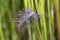 Little feather on summer meadow