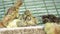 Little featherless quail chickling walking around cage at bird farm