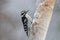 Little Female Downy Woodpecker in Winter Snow