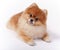 Little Female Pomeranian Pet Show Dog