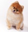 Little Female Pomeranian Pet Show Dog