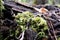 A little fern growing out of a fallen tree