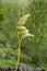 Little Fern Unfurling