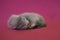 Little ferret baby about three weeks old blind on pink background