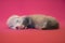 Little ferret baby about three weeks old blind on pink background