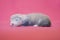 Little ferret baby about three weeks old blind on pink background