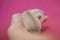 Little ferret baby about three weeks old touched by hand on pink background