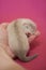 Little ferret baby about three weeks old touched by hand on pink background