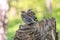 Little fieldfare chicks sitting near the nest Turdus pilaris