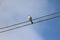 A little finch over a power line looking around curiously. Bird has a long tail and a short beak with dull brown plumage