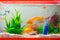 Little fish in fish tank or aquarium, gold fish, guppy and red f