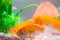 Little fish in fish tank or aquarium, gold fish, guppy and red f