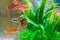 Little fish in fish tank or aquarium, gold fish, guppy and red f