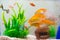 Little fish in fish tank or aquarium, gold fish, guppy and red f