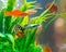 Little fish in fish tank or aquarium, gold fish, guppy and red f