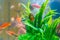 Little fish in fish tank or aquarium, gold fish, guppy and red fish, fancy carp with green plant, underwater life