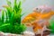 Little fish in fish tank or aquarium, gold fish, guppy and red fish, fancy carp with green plant, underwater life