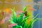 Little fish in fish tank or aquarium, gold fish, guppy and red fish, fancy carp with green plant, underwater life