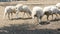 A little flock of four white sheep, lambs, adults and small ones, in a special fenced pasture