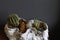 Little florarium fairy garden and miniature cacti potted in old sea shell on dark background, selective focus