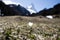 Little flower with matterhorn behind