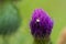 Little flower spider on purple thistle called misutnena vatia common known as crab spider or goldenrod crab spider