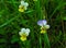 Little Flowers of Field Pansy Viola Arvensis with Drops of Dew