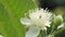 Little flowers of guava tree and bees in natural light