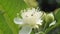 Little flowers of guava tree and bees in natural light