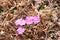 Little flowers in Himalayas