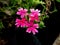 Little Flowers of Pink Rose Verbena India