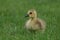 Little Fluffy Canada Goose Gosling Resting in the Grass
