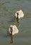 Little fluffy chicks of swans close-up in the water on a summer sunny day, unrecognized place