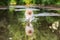 The little fluffy dog runs through a puddle