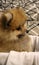 A little fluffy dog of spits and Front close-up view ,puppy is a new member of myhouse