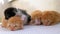 Little fluffy four kittens are two weeks old, crawling around on a white rug