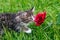 Little fluffy gray-white kitten  in the grass sniffs a red peony. Funny domestic animals
