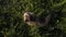 A little fluffy gray-yellow kitten crawls in the grass. Top view