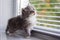 Little fluffy Grey Persian Maine coon kitten sits nera the window and licks nose with tongue . Newborn kitten, Kid animals and ado