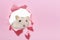 Little fluffy hamster looks through a pink torn paper close-up, copy space