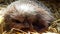 Little fluffy hedgehog sleeping on straw